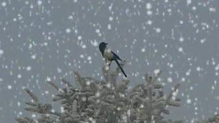 Please, let the Snow Fall on the New Years Day [Subtitles]