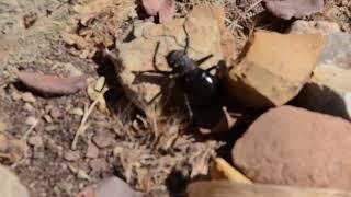 Morocco. Old Atlas. A giant beetle. Марокко. Старый Атлас. Гигантский жук.