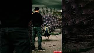 Angel peacock Family's guardian Thanks to the peacock, the baby was saved#warmheart #rescue #shorts