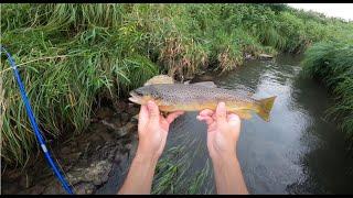 Trout Fishing - Dane County, Wisconsin