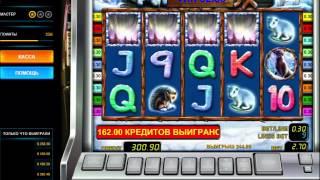 Polar fox slot Azartplay Casino