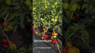 Доброе утро мои дорогие всем хорошего дня #garden #жизньзагородом #рецепты #огород #shorts