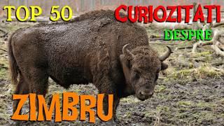 Top 50 curiozitati despre ZIMBRU