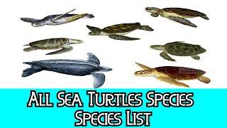 All Sea Turtles Species - Species List