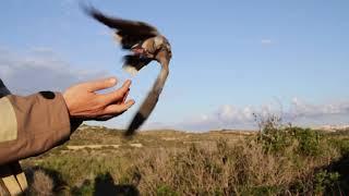 BirdLife Malta's Turtle Dove Tagging Project