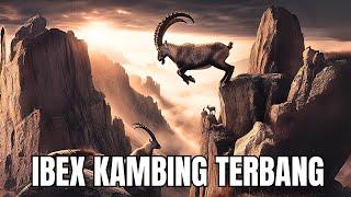 MENGALAHKAN MANUSIA !!  Ibex Sang Kambing Terbang