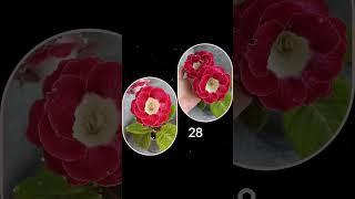 Сеянец из моих семян #глоксиния #глоксиниипочтой