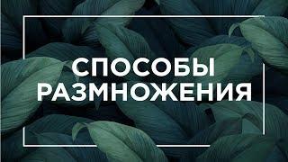 Способы размножения | ЕГЭ Биология | Даниил Дарвин