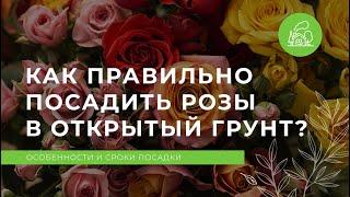 Как правильно посадить розы в открытый грунт?