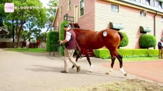 Inglis17 - Day 1 - Guy Malcaster - Buyer - Lot 37