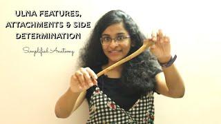 ULNA | BONES OF UPPER LIMB | ANATOMY | SIMPLIFIED 