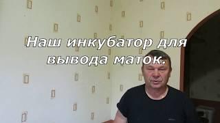 Наш инкубатор для вывода маток.