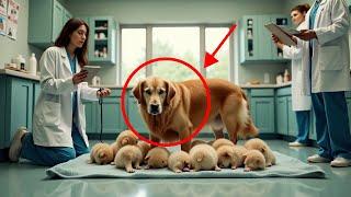 A Mother Dog Rushes Into a Veterinary With Puppies, for Help and the Doctorr’s Reaction Leaves..