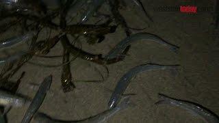 Yo! Grunion Run “Fish Orgy  at Venice Beach