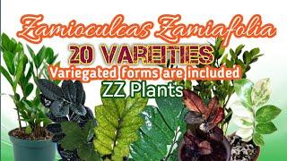 20 ZZ Plant Varieties 2023 | PlantFactory TV