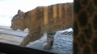 Cat vs. Bobcat