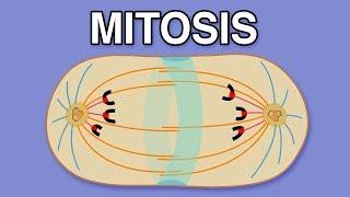 MITOSIS, CYTOKINESIS, AND THE CELL CYCLE