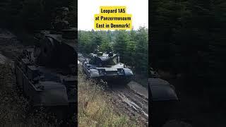 A wild Leopard 1 in its true habitat!