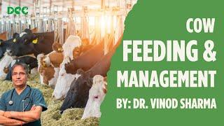 Cow feeding : Dr.Vinod Sharma