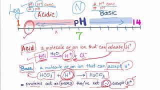 Acid Base Disorders (part 2): acidosis vs acidemia