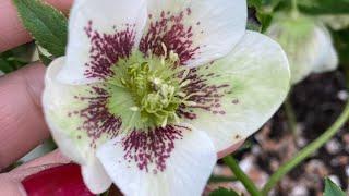 February Garden Vlog// Veg patch update & spring garden // Lottie Newitt