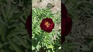 Пион Buckeye Belle #весна2023 #peony #buckeyebelle #садовод #