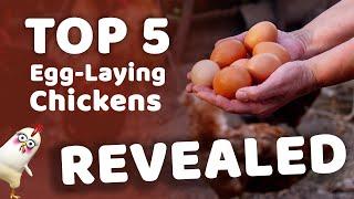 5 Best Egg Laying Chickens REVEALED | The Hen House Collection