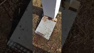 Пересадка пчёл в Удав из Дадана. Для Удава и пчёл нужно меньше! Хорошо ли это?