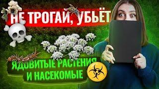 Ядовитые растения и насекомые: как их распознать и защититься | Биология ЕГЭ для 10 класса | Умскул