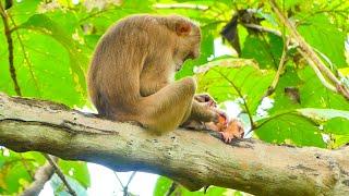 Kind gentle monkey Moka love & care baby Moken so well