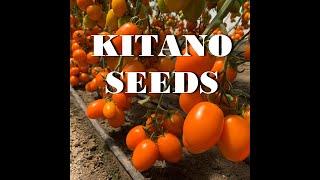 KITANO SEEDS 2020