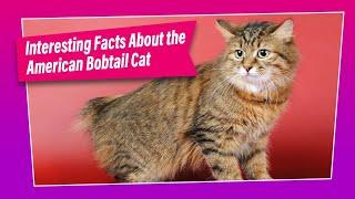 American Bobtail Cat - How Good is this Breed ?