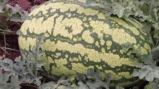 Watermelon Dos and Don't: Watermelon Farming Techniques in Uganda for a bountiful harvest