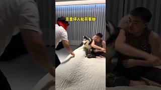 不拆：有俺在休想動俺爹分毫 哈哈：有我在主打拿一送一 #husky