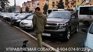 Дрессировка таксы. Послушание и управляемость без поводка в условиях города