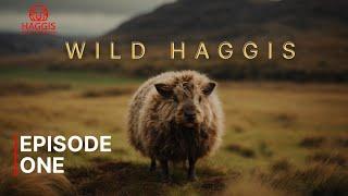 Wild Haggis Episode One | The Unseen Hero's Of Scottish Forests