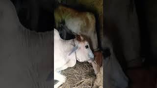 #sorts #music #cow #sapimakan #animalsong #animals #sapilucu #cowsong #farming