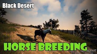 [Black Desert] Beginner Horse Breeding Guide