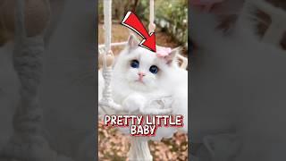 Tiny paws and hearts full of mischief — these pretty little kittens are pure purr-fection! 