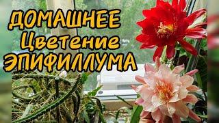 ОБЗОР РАСТЕНИЙ / ЦВЕТЕНИЕ ЭПИФИЛЛУМА / ЛЕСНЫЕ КАКТУСЫ В ЦВЕТАХ