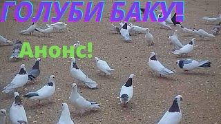 Анонс! Бакинские голуби Зейналова Бахруза в Баку!