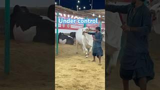 control karlia || maweshi mandi #cow #cattlemarket #bull #cowmandi