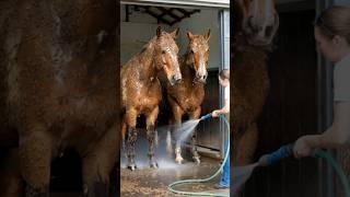 A cute pair of horses beg their owner to save them from a million bees