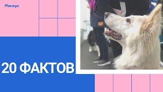 20 ФАКТОВ о моей СОБАКЕ | Белая Швейцарская Овчарка Ронни