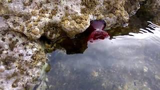 Marine flowers. That grows in the sea in Crete