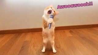 When your cat becomes a singer