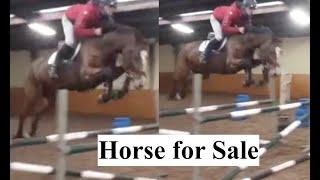 Scopey! Showjumping Horse for Sale