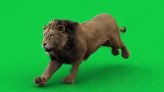 Green screen  Lion