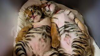 Тигрята сосут соску/как успокоить котят/Baby tigers and dummies lll 3 серия