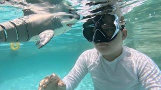 Kids Swimming With Shark Toys in GIANT Swimming Pool! Caleb Pretend Play